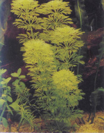 Limnophila indica